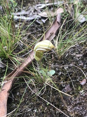 Pterostylis truncata