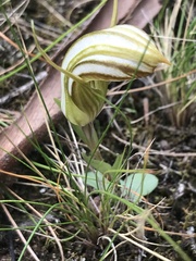 Pterostylis truncata