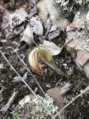 Pterostylis truncata