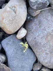 Pectocarya recurvata