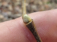 Dirca decipiens