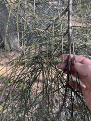 Casuarina cristata