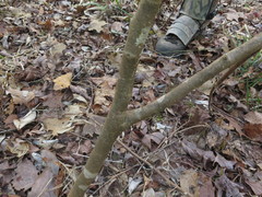 Dirca decipiens