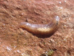 Helobdella