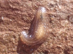 Helobdella