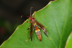 Polistes simillimus