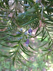 Podocarpus lambertii