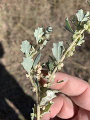 Atriplex muelleri