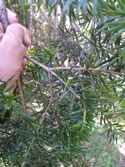 Podocarpus lambertii