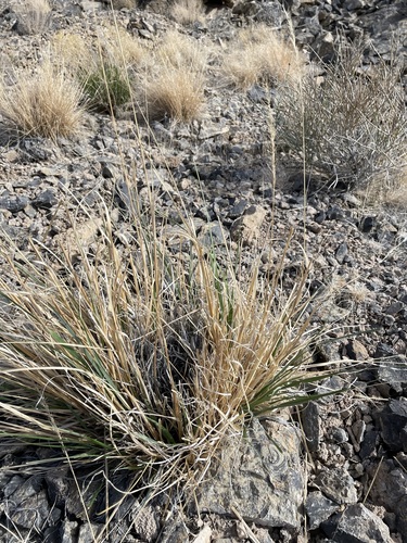 Image of Eriocoma parishii by (c) Matt Berger, some rights reserved (CC BY)