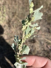 Atriplex muelleri