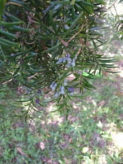 Podocarpus lambertii
