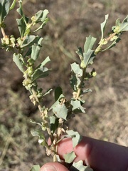 Atriplex muelleri