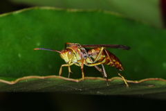 Polistes simillimus