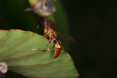 Polistes simillimus