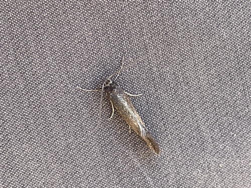 iNaturalist observation photo of Butterflies and Moths