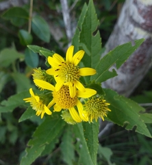 Verbesina subcordata