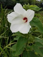 Hibiscus lasiocarpos