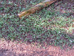 Erythronium rostratum