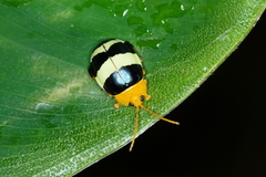 Paranaita generosa