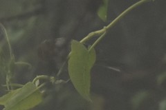 Leptasthenura pileata