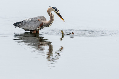 Photo of Pacific seahorse (Hippocampus ingens)
