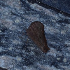 Melanitis leda
