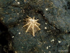 Siphonaria gigas image
