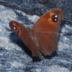 Melanitis leda