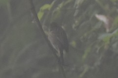 Leptasthenura pileata
