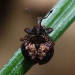Haplonyx