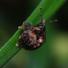 Haplonyx