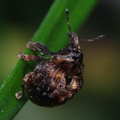 Haplonyx