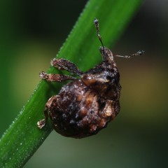 Haplonyx