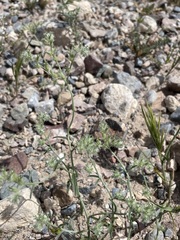 Cryptantha nevadensis