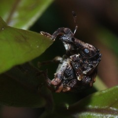 Haplonyx