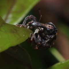 Haplonyx