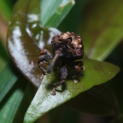 Haplonyx