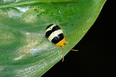 Paranaita generosa