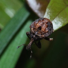 Haplonyx