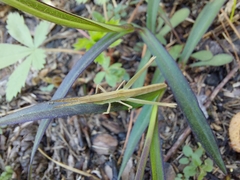 Achurum carinatum