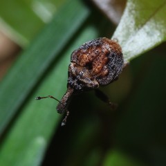 Haplonyx