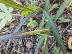 Achurum carinatum