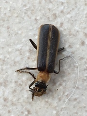 Podabrus flavicollis