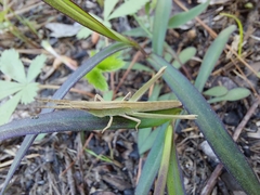 Achurum carinatum
