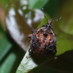Haplonyx