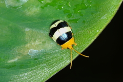Paranaita generosa