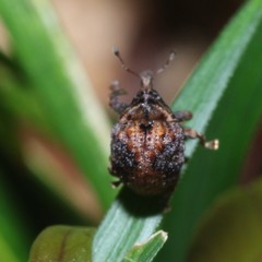 Haplonyx