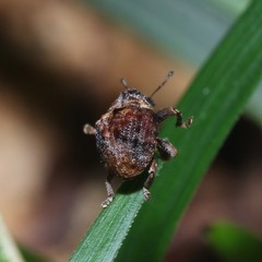 Haplonyx
