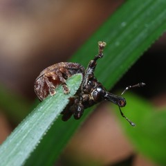 Haplonyx